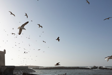 Möwen am Hafen von Essaouira, Abendstimmung in Marokko