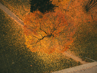 Landscape city park in a beautiful autumn day. View from above on trees with orange and yellow leaves and track. Top view