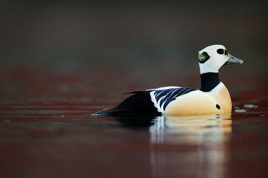 Steller's eider duck male in water