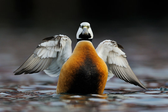 Steller's eider duck male with wings spread