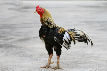 The fighting cock in home on the cement floor at thailand © pumppump