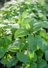 Melissa plant. Lemon balm in the garden in the sunshine