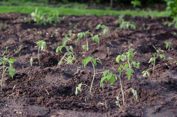 Young tomato plants in the garden