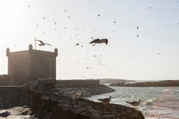 Möwen am Hafen von Essaouira, Abendstimmung in Marokko