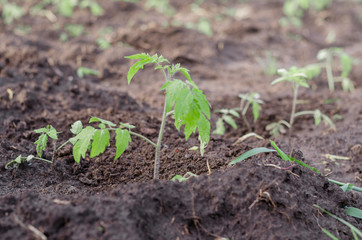 Young tomato plants in the garden