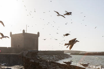 Möwen am Hafen von Essaouira, Abendstimmung in Marokko