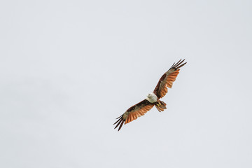 The Red eagle fly on the sky in nature at thailand