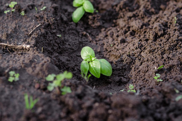 Young basilic in the garden in spring