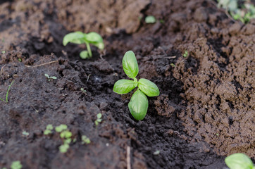 Young basilic in the garden in spring