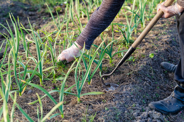Garden work in the spring. Weeding onions in the garden