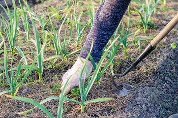 Garden work in the spring. Weeding onions in the garden