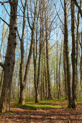 Spring time in a forest. Sunny spring forest