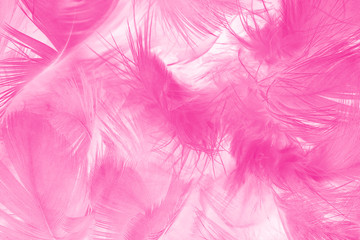 Fototapeta na wymiar Beautiful pink magenta feather texture pattern background