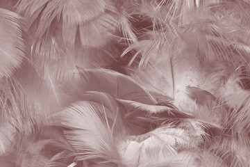 Beautiful white-brown feather texture pattern background