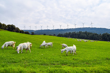 Goats eating grass in the meadow and windmills