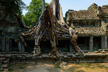 Les racines d'un ficus géant mangent le mur de la façade Est du temple Preah Khan dans le domaine des temples de Angkor, au Cambodge