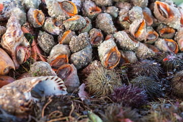 Meeresfrüchte am Hafen von Essaouira, Marokko