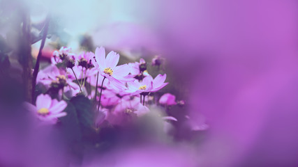 Naklejka na ściany i meble background nature Flower mexican aster pink. background flower blur. wallpaper Flower, Space for text. Sulfur Cosmos. pink Cosmos.