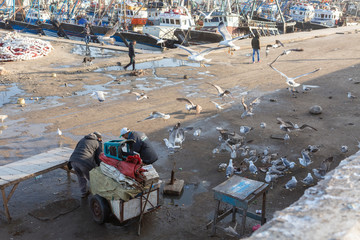 Fischer und hungriger Möwenschwarm am Hafen von Essaouira, Marokko
