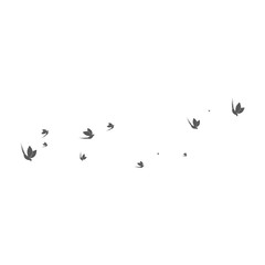 Bird Logo Template vector illustration