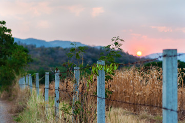 Old Barbed Wire Fence and Ranch