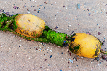 Abandoned Beach Buoy with Algae on the Sand