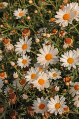 Natural flowers Field of cosmos flower