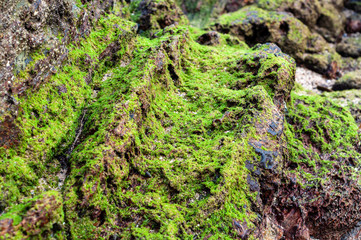 Green Algae on The Rock