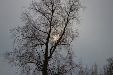 Tree and moon at twilight.