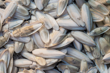 Sun Drying Cuttlefish Bones