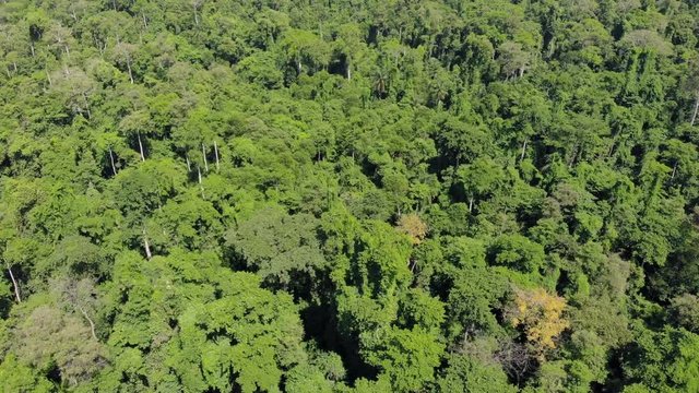 Ngezi Forest jungle reserve on the northern tip of Pemba Island, Zanzibar