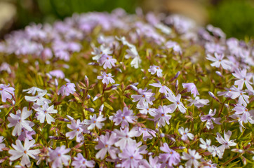 Phlox divaricata Phlox divaricata. Blue phlox Closeup