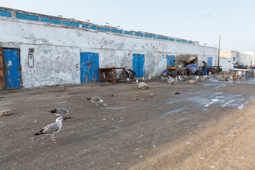 Am Hafen von Essaouira, Marokko