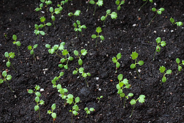 Strawberry seedlings. Top view. Close-up. Background. Texture.