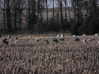 Sandhill Cranes in southern Indiana