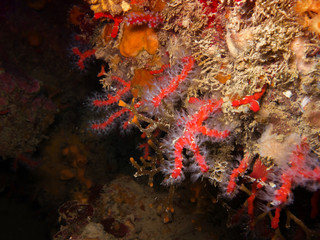 Fototapeta na wymiar Mediterranean coral reef