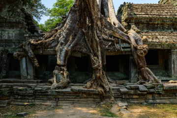 Naklejka premium Détail sur les racines d'un ficus géant mangeant le mur de la façade Est du temple Preah Khan dans le domaine des temples de Angkor, au Cambodge