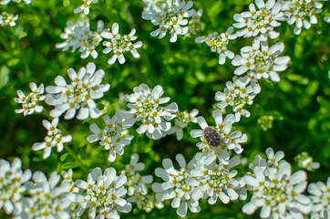 Iberis saxatilis, amara or bitter candytuft many white flowers