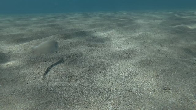 Razorfish slowly crawls out of the sand and swims away. Pearly Razorfish or Cleaver Wrasse (Xyrichtys novacula) Underwater shot. Mediterranean Sea, Europe.