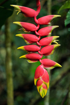 Red flower in Amazon rainforest