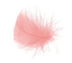 Beautiful light pink feather isolated on white background