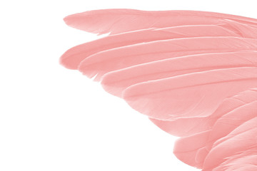 Abstract coral pink wing of birds on white background with chipping path 