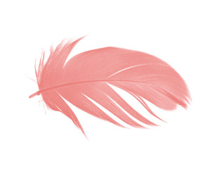 Beautiful light pink feather isolated on white background