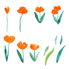 watercolor paing tulip set with clipping path.