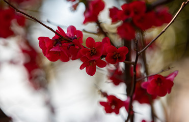 red blossom, spring