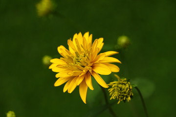 plants flowers in garden tropical sri lanka