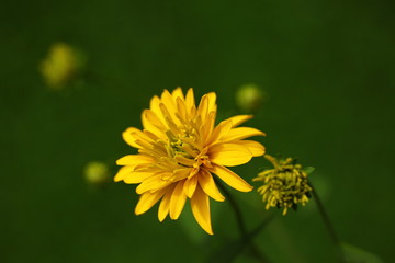 plants flowers in garden tropical sri lanka