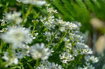 Obraz premium Iberis saxatilis, amara or bitter candytuft many white flowers