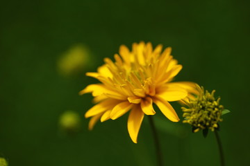 plants flowers in garden tropical sri lanka