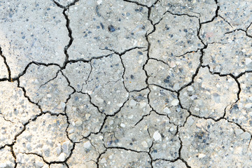 Dried cracked earth soil ground texture background. Pattern of sunny dried earth soil with white petals of fruit trees in the garden. Top view